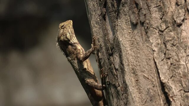 Indian tree lizard on a tree trunk, Close shot 
waiting for ants in Bateshwar Uttar Pradesh india, 2022
