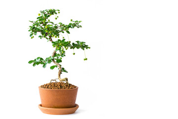 Small decorative tree on white background, Small bonsai tree in the clay pots