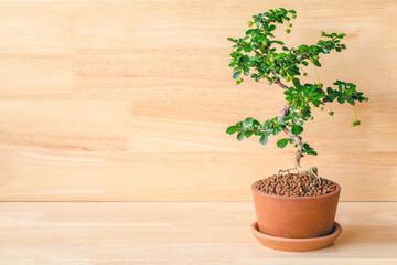 Small decorative tree on wooden floor, Small bonsai tree in the clay pots. space for add text.