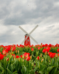 decorative windmill on top of a hill in a field of tulips on a cloudy day