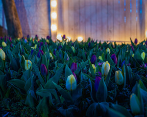 purple and yellow Tulips at dusk in a garden