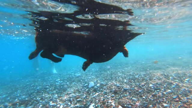 Domestic dog swims in sea flapping paws. Dark dachshund enjoys swimming in sea shallow water. Underwater shot close to pebble bottom