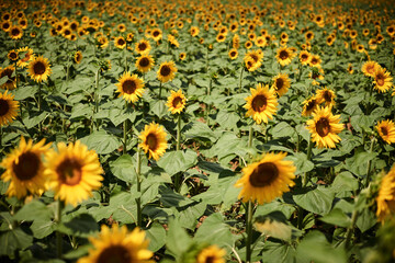 a sunflower field in Italy glows on a hot afternoon