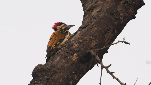 Black-rumped flameback on branch, India
India wildlife and nature, 2022, Chambal forest Uttar Pradesh india
