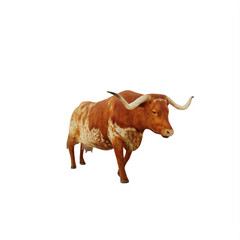 Texas Longhorn cattle isolated