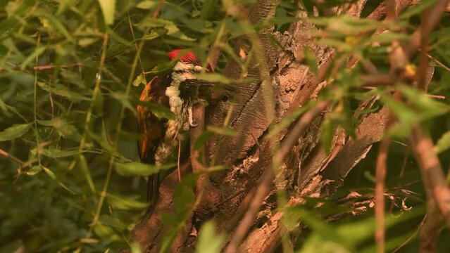 Black-rumped flameback on branch in forest, India
India wildlife and nature, 2022, Chambal forest Uttar Pradesh india
