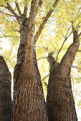 Golden tree in Autumn