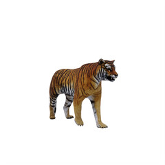 tiger isolated on white