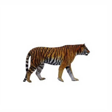 Tigre 3D Modelos para Baizar