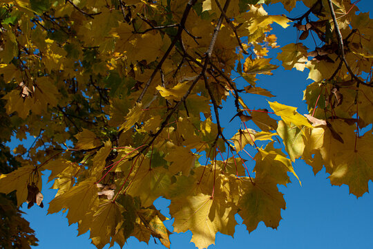 Autumn Leaves in Action 