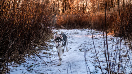 Syberia husky © Aleksandra
