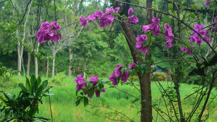 beautiful bougainvillea flowers on the background of green trees