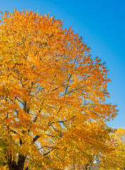 Fototapeta na wymiar The warm autumn sun shining through golden treetops, with beautiful bright blue sky. Autumn landscape