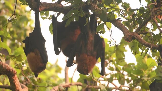 Indian flying fox, a male, wooed, courting a female
smelling and licking her genitalia, the Chambal forest Uttar Pradesh india
