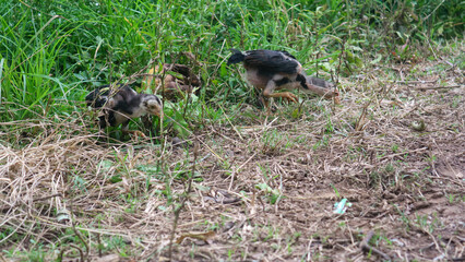 Adorable chickens on a farm in the village