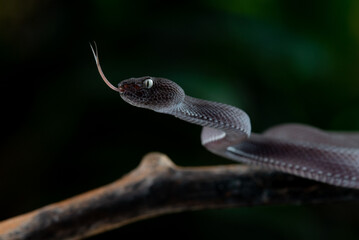 A black male mangrove pit viper snake Trimeresurus purpureomaculatus on attacking position with dark bokeh background