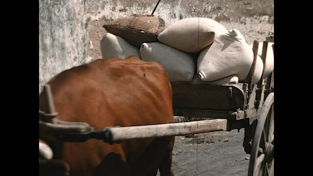 Angra Bullock Cart 1959 - A bullock cart pulls a load of Eastern States brand grain in Angra