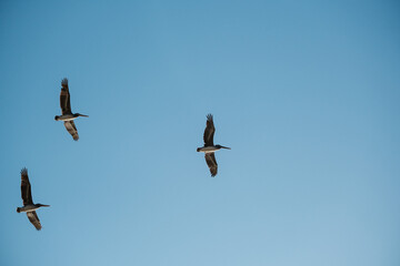 birds flying blue sky