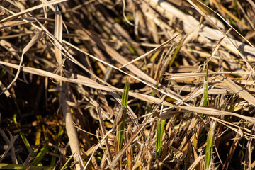 隠れているバッタ