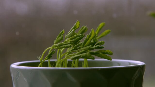 A macro time-lapse of a sweet pea recovering