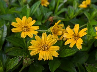 Wedelia flower (Sphagneticola trilobata) in the morning