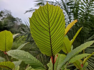 kratom plants (Mitragyna speciosa) in the morning