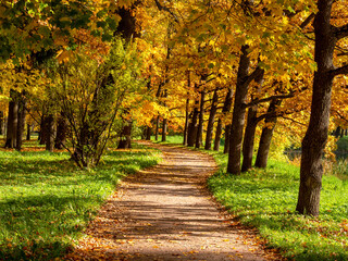 Catherine Park (Tsarskoye Selo). Park alley, autumn trees.
