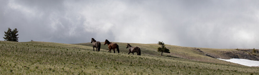 Band of wild horses running on mountain ridge in the american west of the United States