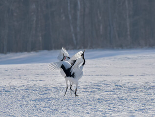 丹頂鶴　つがい