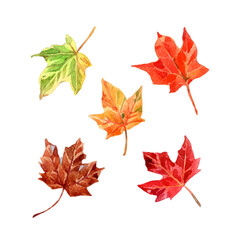 Watercolor autumn leaf elements collection