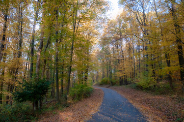 Landscape with road through autumn forest