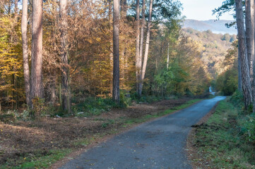 Landscape with road through autumn forest