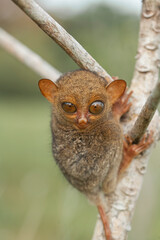 Small and Cute Tarsier
