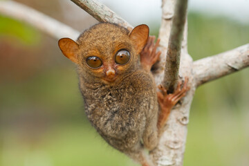 Small and Cute Tarsier