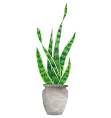Watercolor sansevieria plant in pot