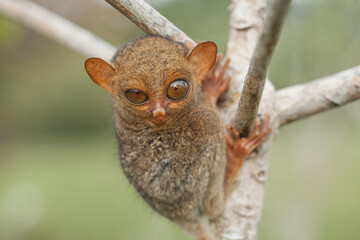 Small and Cute Tarsier