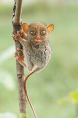 Small and Cute Tarsier