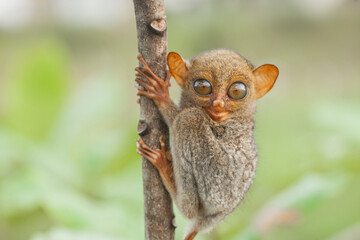 Small and Cute Tarsier