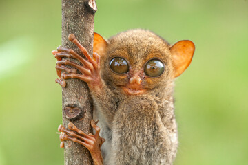 Small and Cute Tarsier - Powered by Adobe