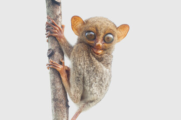 Small and Cute Tarsier © abdul gapur dayak
