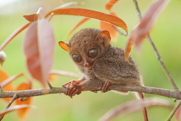 Small and Cute Tarsier