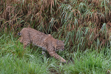 stalking bobcat in the grass