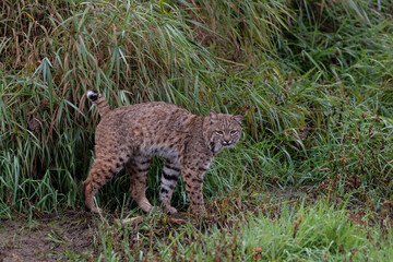bobcat leaving scent on the grass