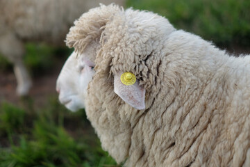 closeup of a head sheep with ear tag on a meadow.
