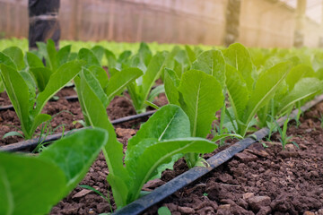 Fresh organic green cos lettuce growing on a natural farm. Close up fresh green romaine or cos lettuce growing in vegetable garden. Agriculture. Caring for organic vegetables harvested from the farm..