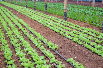 Organic vegetable farm has a variety of green cos lettuce, green and red oak vegetables planted in rows in greenhouses.