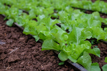 Green oak vegetable plots use a drip system along a hose. It is an applied and integrated vegetable growing in agricultural greenhouses..