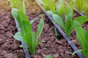 Fresh organic green cos lettuce growing on a natural farm. Close up fresh green romaine or cos lettuce growing in vegetable garden. Agriculture. Caring for organic vegetables harvested from the farm..