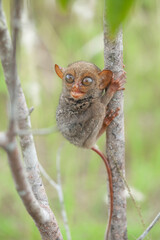 Small and Cute Tarsier