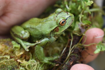 frog in the hand